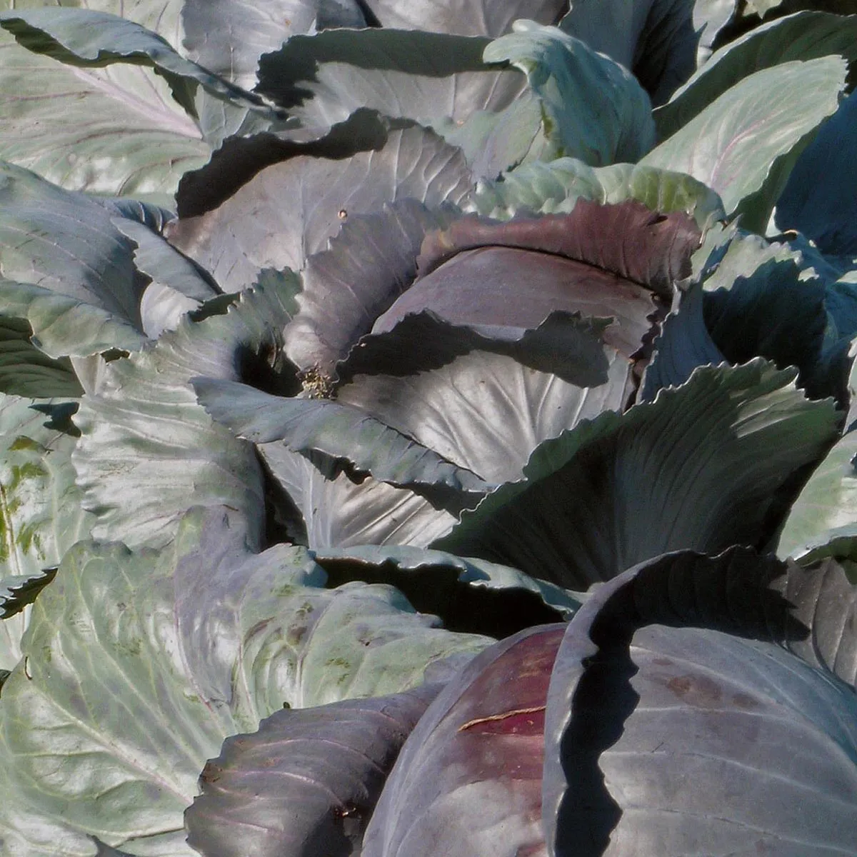 Rotkohl 'Rodynda' (Brassica oleracea) Bio Saatgut