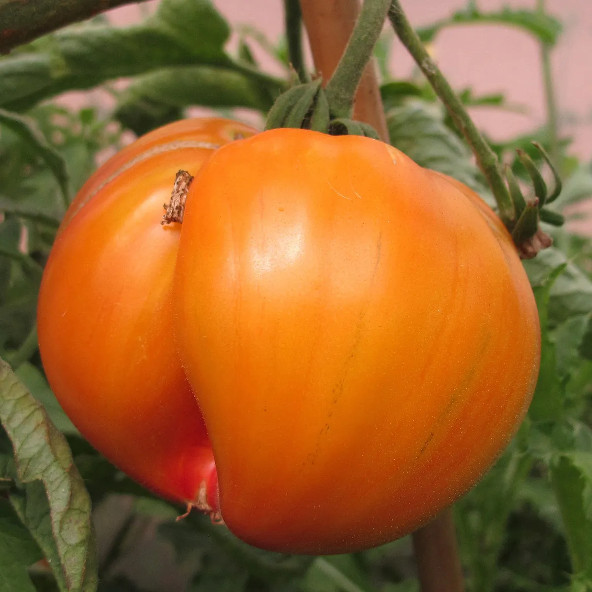 Fleischtomate 'Ananas' (Solanum lycopersicum) Samen