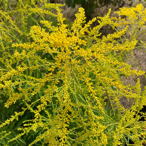 Panículas amarillo dorado de la vara de oro (Solidago)