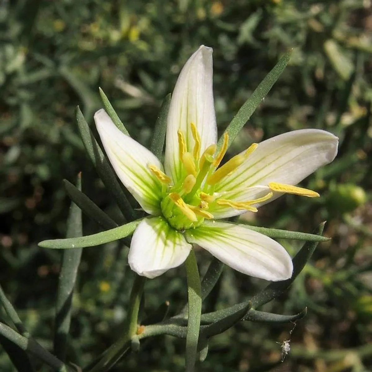 Steppenraute (Peganum harmala) ca. 50 Samen