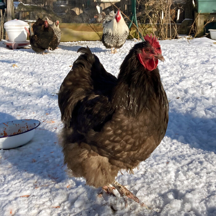 Gallinas paseando por su corral nevado en invierno