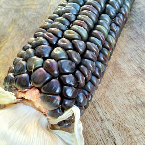 Mazorca de maíz verde 'Oaxacan Green' (Zea mays) con granos oscuros de reflejos verdes