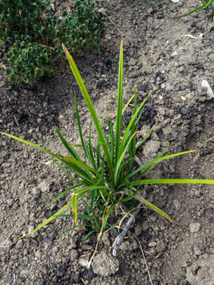 Chufa (Cyperus esculentus var. sativus)