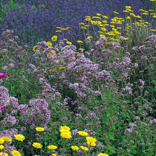 Bancal de aromáticas natural con flores rosa violáceas y amarillas, detrás un mar de flores azul violeta