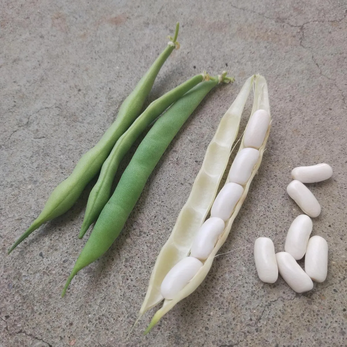 Weiße Buschbohne 'Cannellini' (Phaseolus vulgaris) Samen