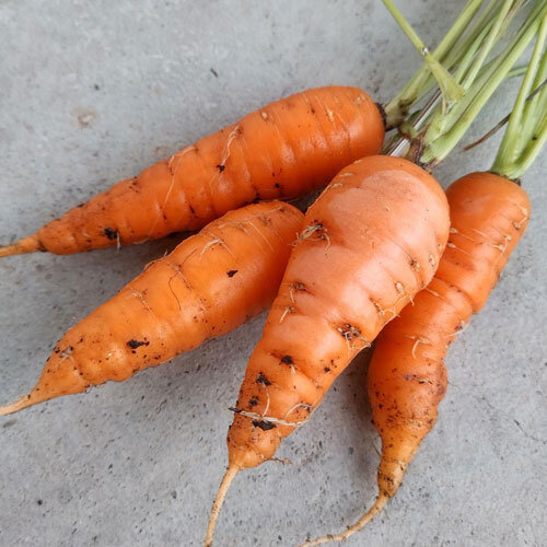Zanahorias naranjas recién cosechadas con sus hojas