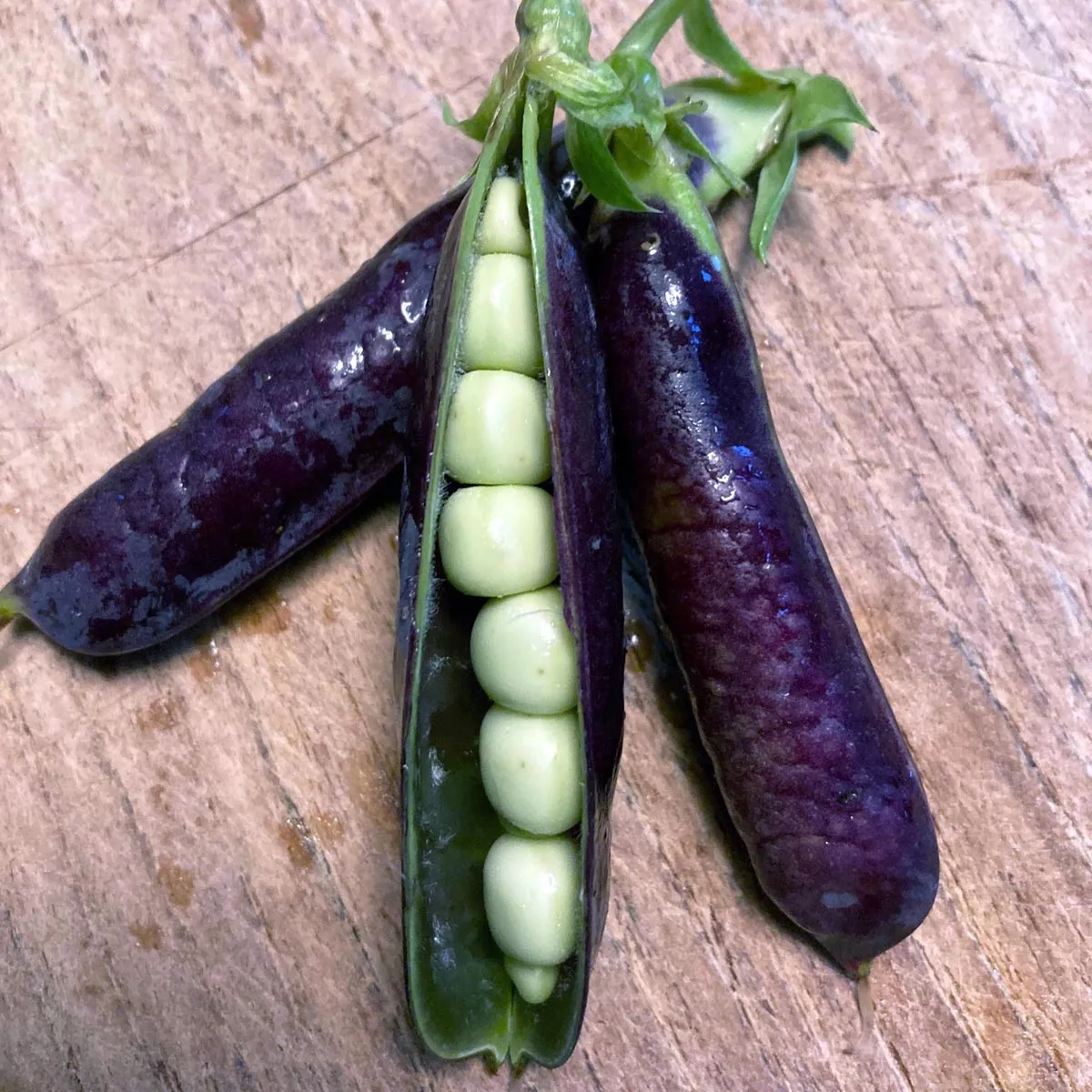 Kapuzinererbse 'Blauwschokker' (Pisum sativum) Bio Saatgut