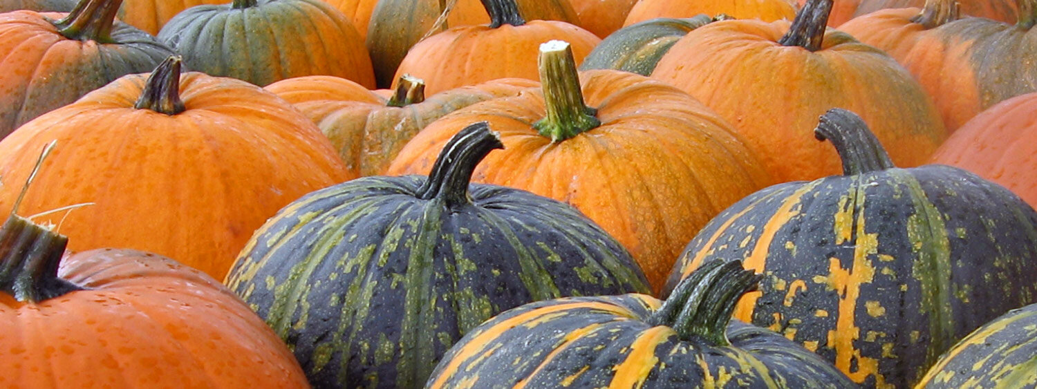 Calabazas cosechadas naranjas y verde oscuro con rayas amarillas