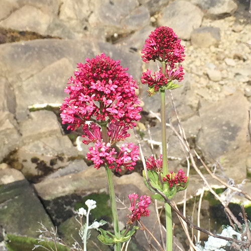 Valeriana roja (Centranthus ruber) con racimos de flores carmesí ante unas rocas