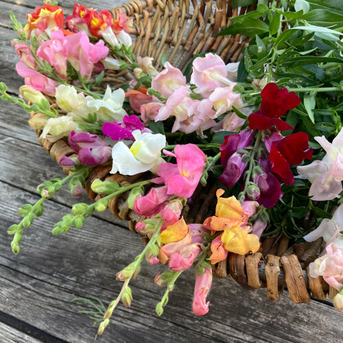 Bocas de dragón recién cortadas en rosa, rojo, amarillo y blanco en una cesta de mimbre