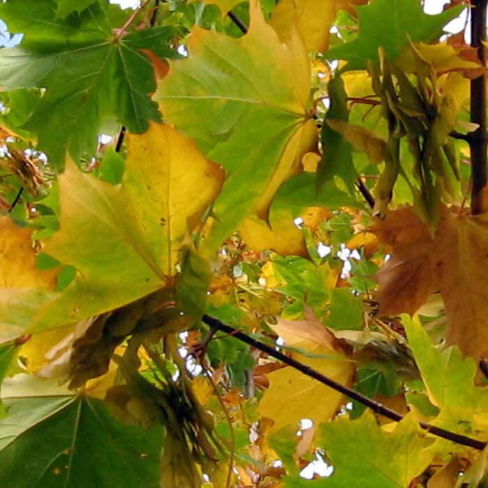 Hojas de arce verdes y amarillentas con sámaras en otoño