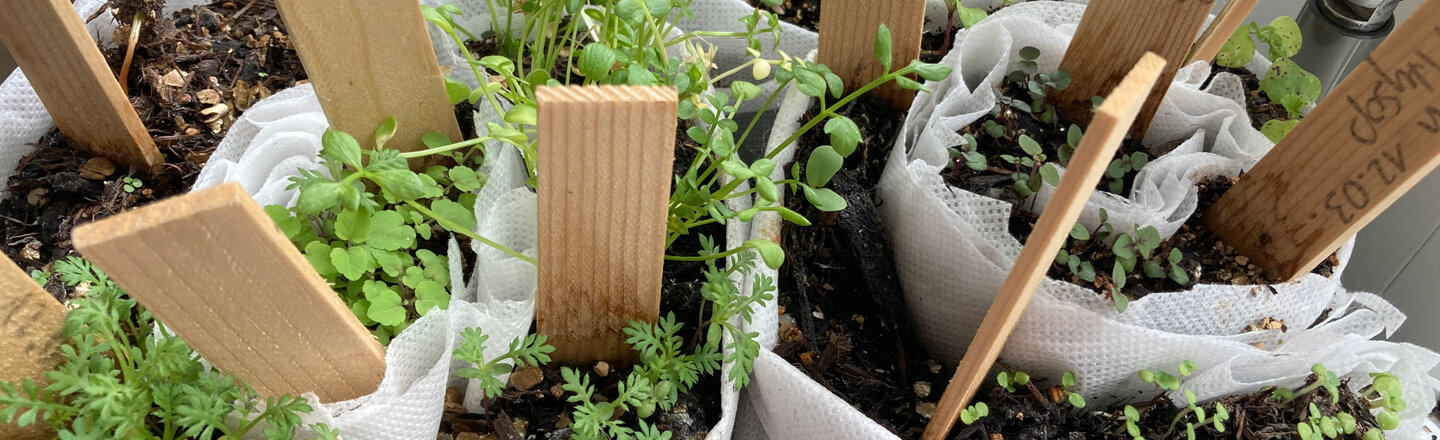 Siembra en semillero en rollos: plantones en vellón enrollado con etiquetas de madera