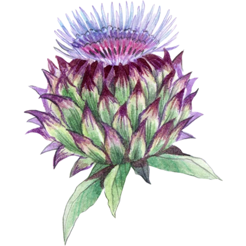 Alcachofa