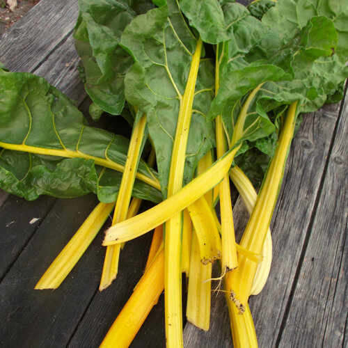 Acelgas recién cosechadas con pencas amarillo intenso