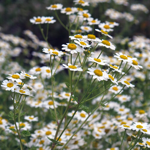 Matricaria (Tanacetum parthenium) con muchas florecillas blancas de centro amarillo