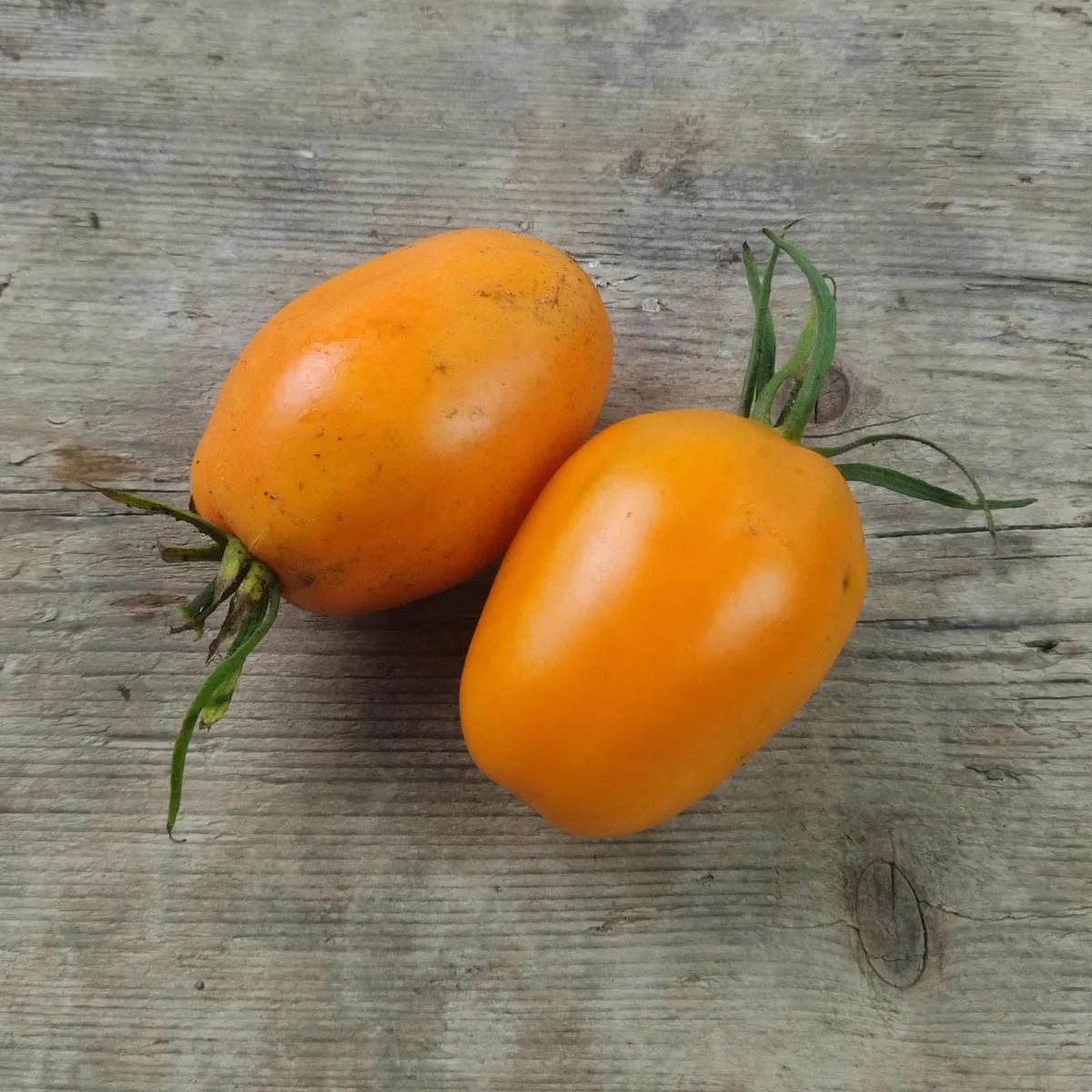 Tomate 'Orange Banana' (Solanum lycopersicum) Bio Saatgut