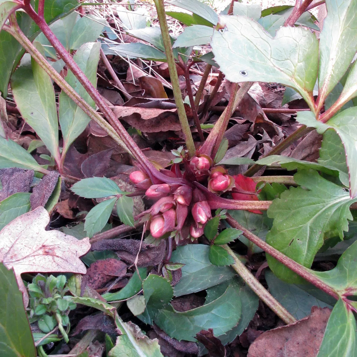 Christrose (Helleborus niger) Samen