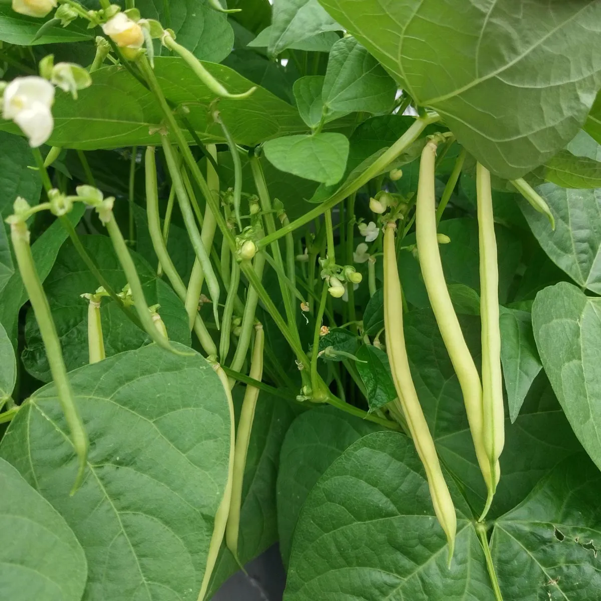Gelbe Wachsbohne 'Orinoco' (Phaseolus vulgaris) Samen