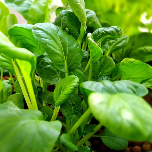 Plantas jóvenes de pak choi con hojas verdes y brillantes, como verdura asiática