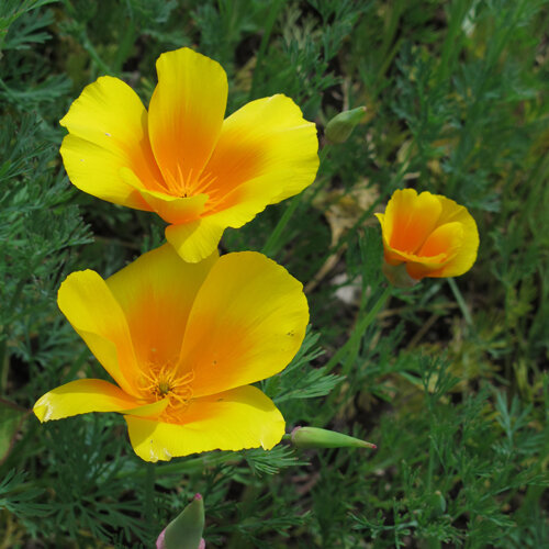 Flores amarillo anaranjadas de amapola de California (Eschscholzia californica)
