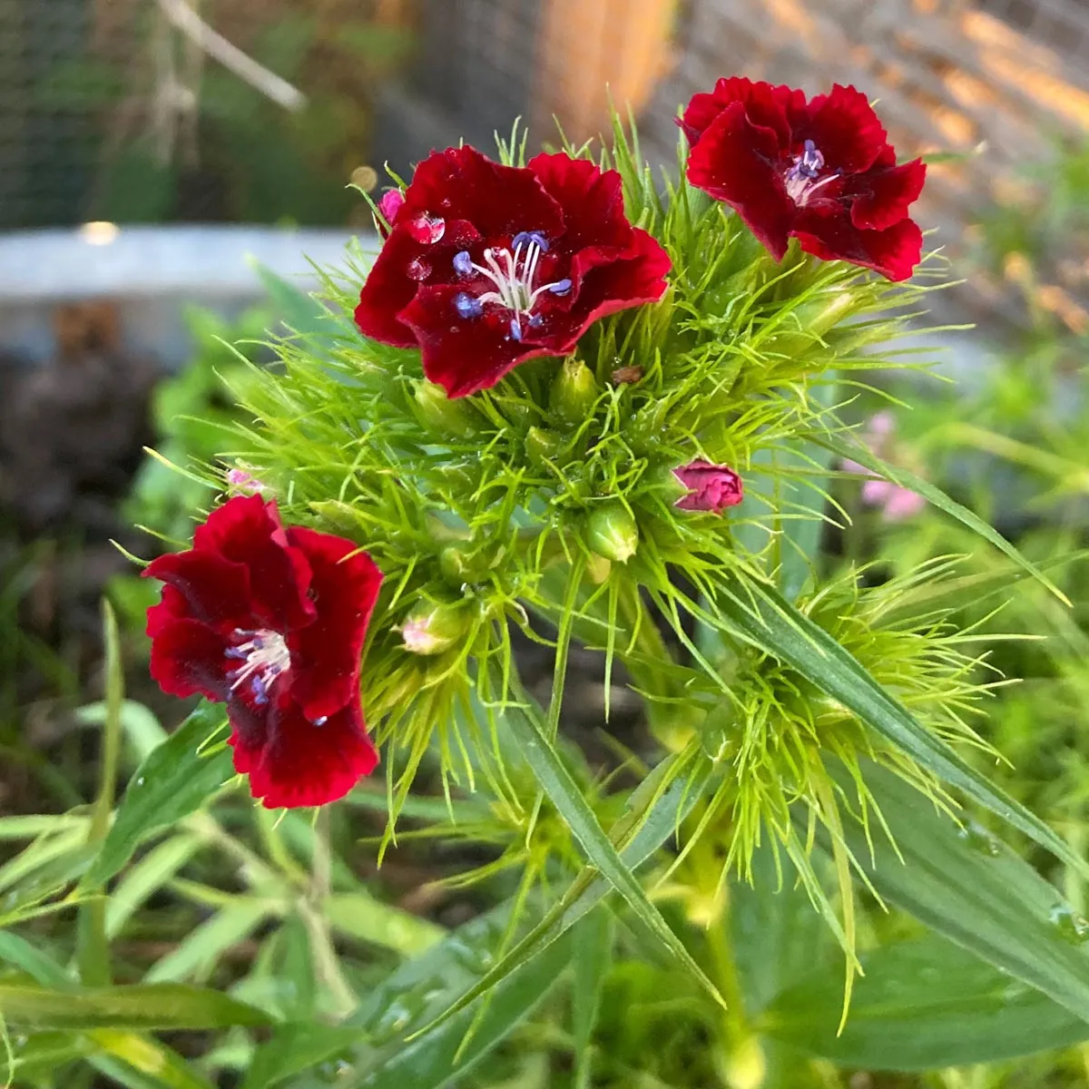 Bartnelke 'Sweet William' (Dianthus barbatus) Samen