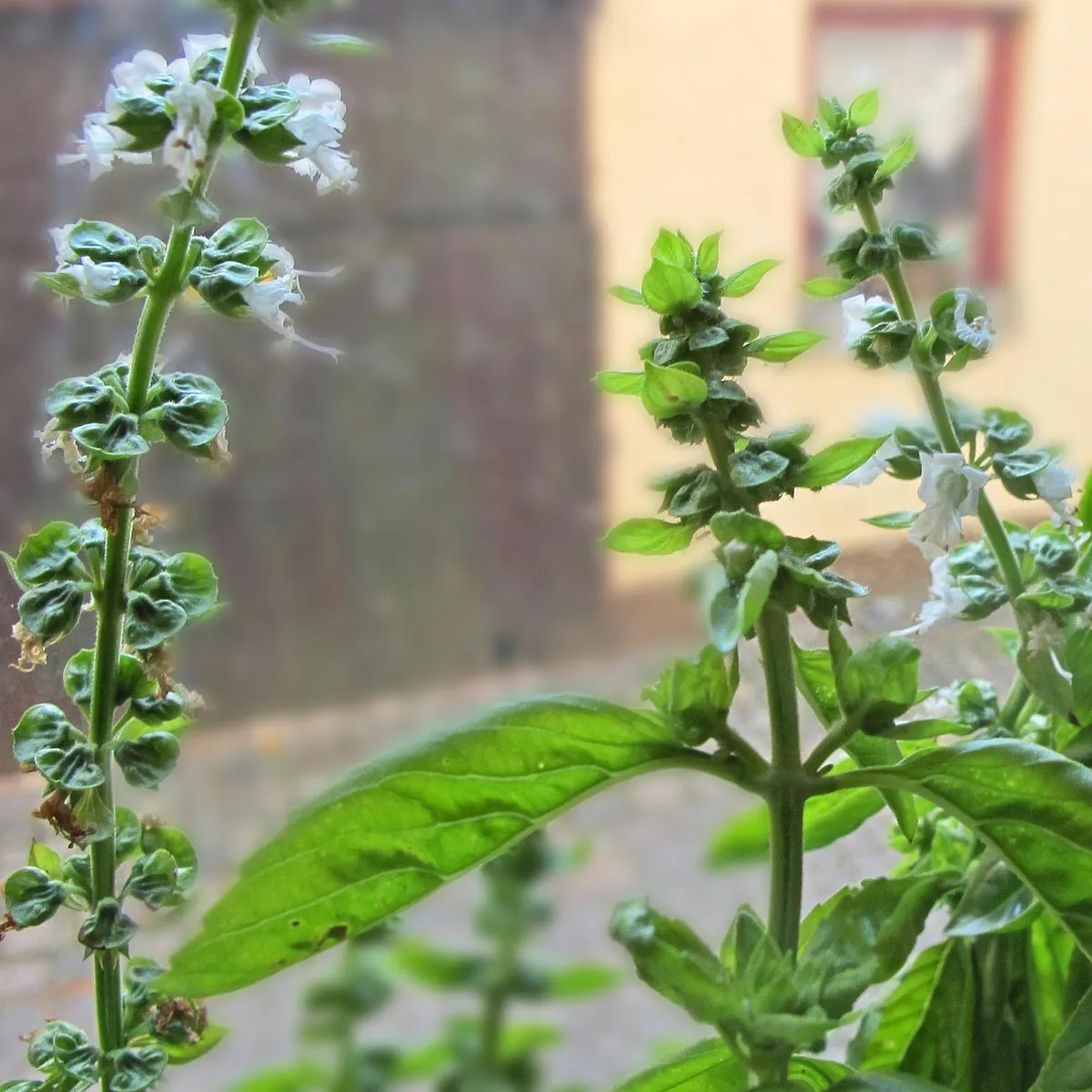 Genoveser Basilikum 'Mittelgroß' (Ocimum basilicum) Bio Saatgut