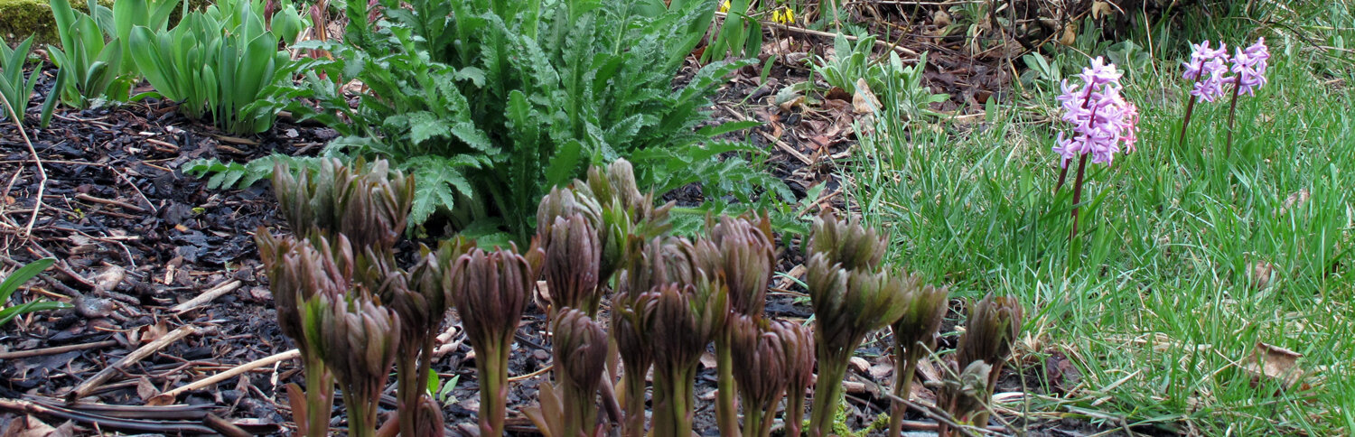 La primavera se hace visible en el jardín