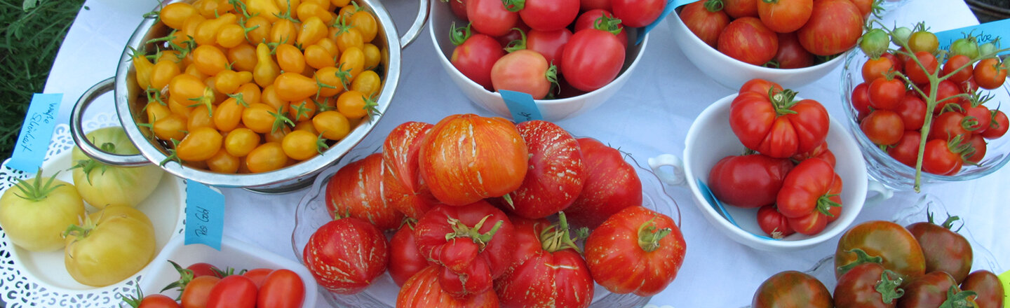 Distintas variedades de tomate en cuencos