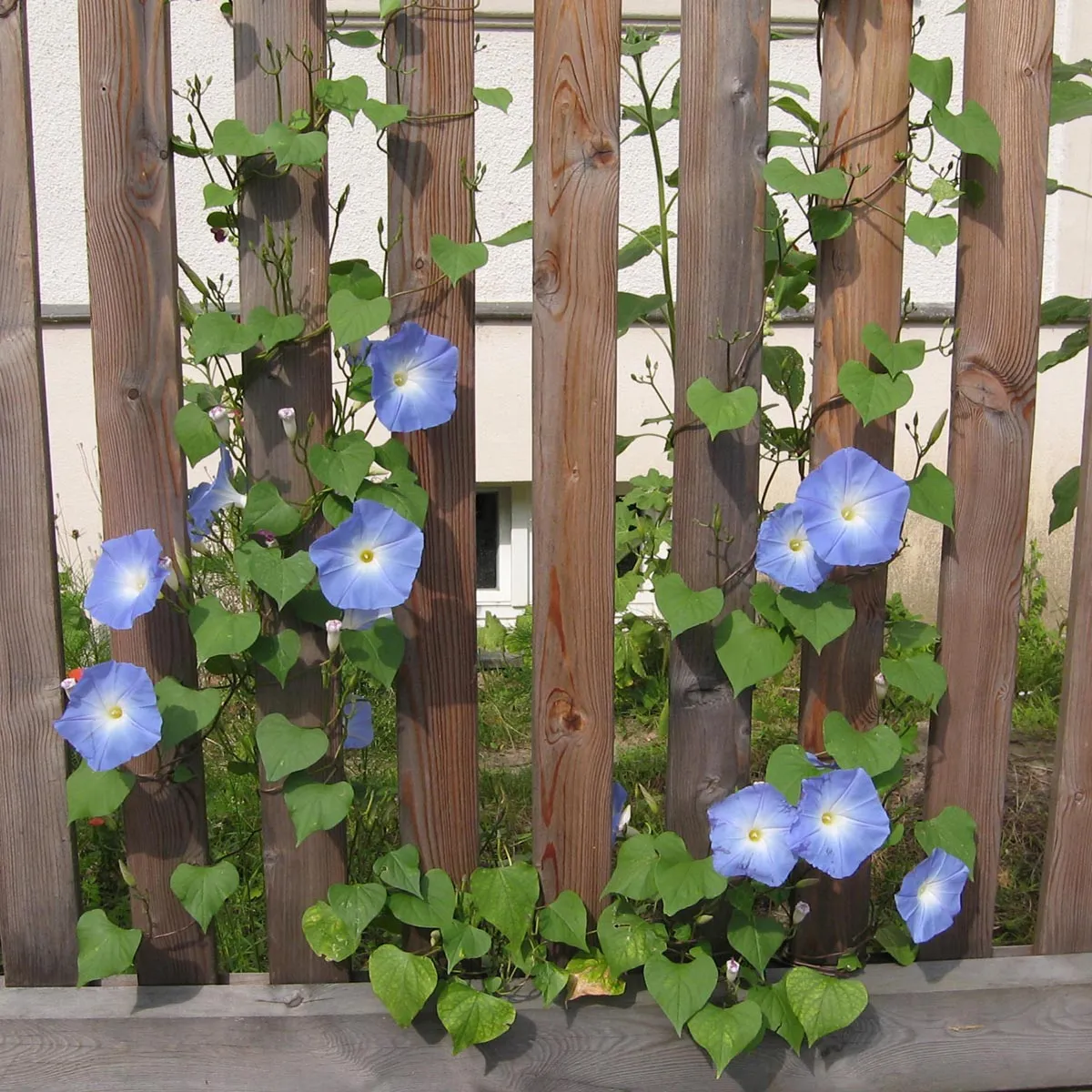 Trichterwinde 'Heavenly Blue' (Ipomoea tricolor) Samen