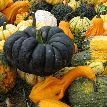 Calabazas y calabazas ornamentales de muchas formas y colores