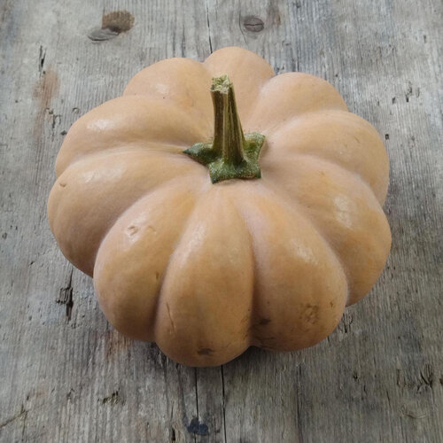 Calabaza moscada 'Musquée de Provence' (Cucurbita moschata), fruto maduro acostillado sobre madera