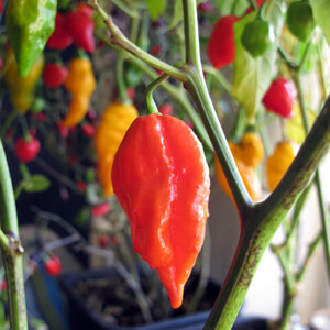 Vaina roja madura del chile 'Naga Jolokia' en la planta, detrás frutos rojos y amarillos