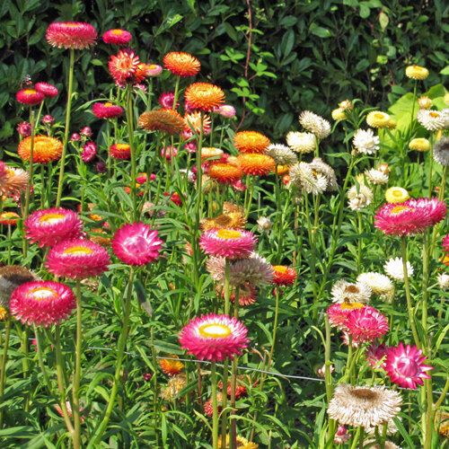 Siempreviva (Xerochrysum bracteatum) en rosa, naranja, amarillo y blanco en un arriate