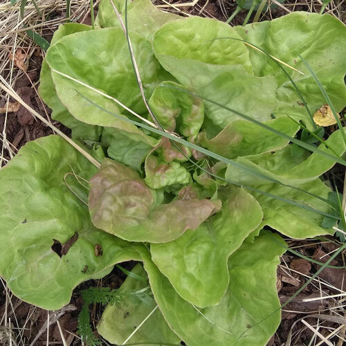 Lechuga mantecosa con hojas suaves verde claro en el bancal