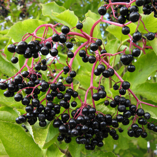 Bayas de saúco negras y maduras en racimos rojos a principios de otoño
