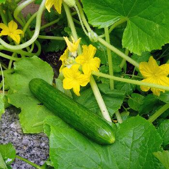 Pepino verde en la planta con flores amarillas