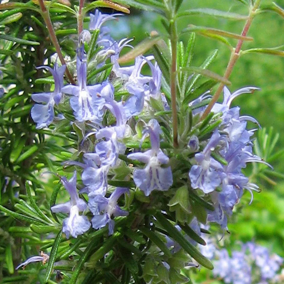 Rosmarin (Rosmarinus officinalis) Bio Saatgut