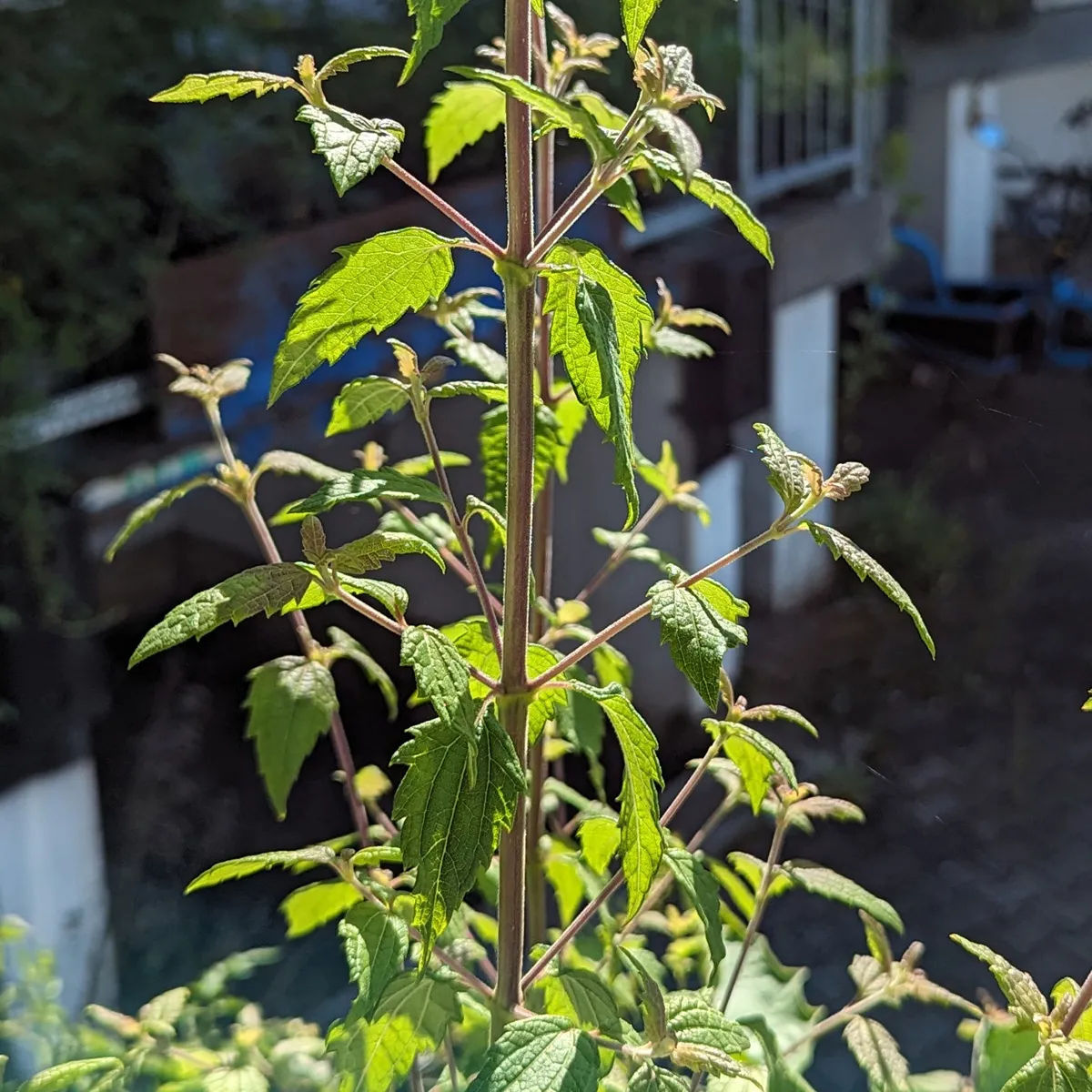 Mexikanisches Traumkraut (Calea zacatechichi) Samen
