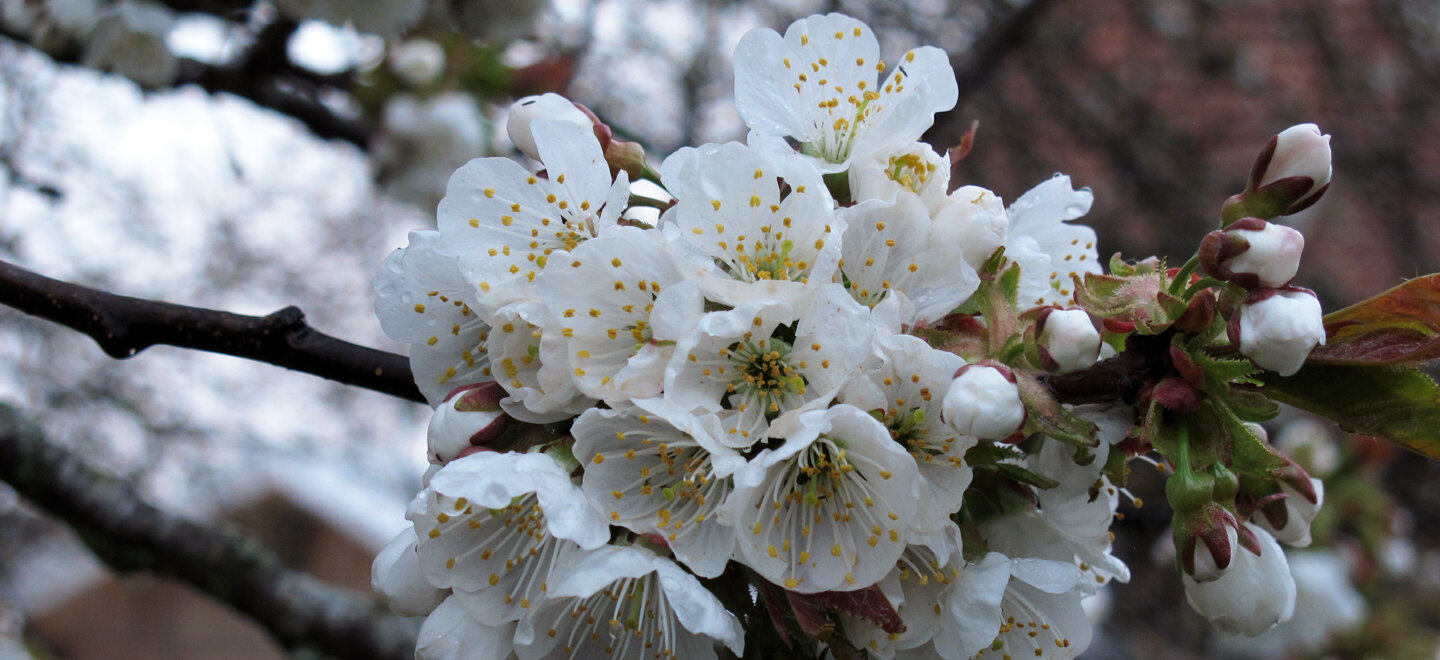Flores de cerezo