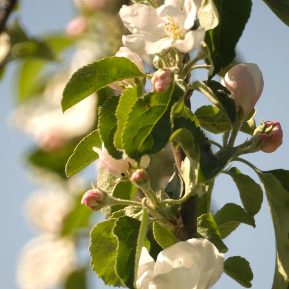 Kulturapfel 'Bittenfelder Sämling' (Malus domestica) Samen