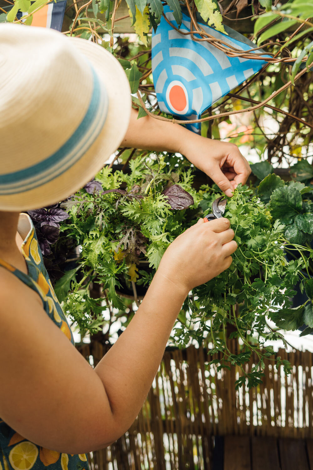 Mujer corta con tijeras lechuga y hierbas de una jardinera en el balcón