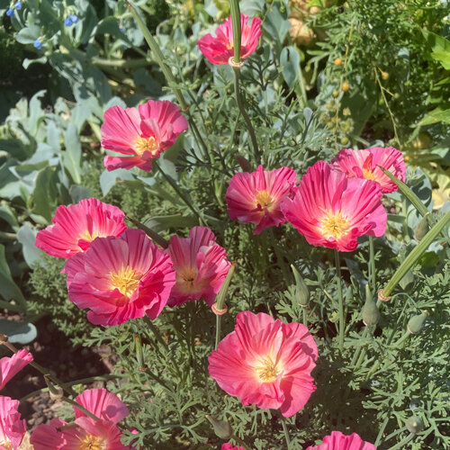 Amapola de California (Eschscholzia californica) con flores rosas de centro amarillo