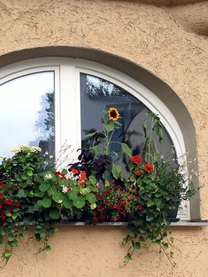 Jardinera de balcón con girasol, flores rojas y plantas colgantes ante una ventana en arco