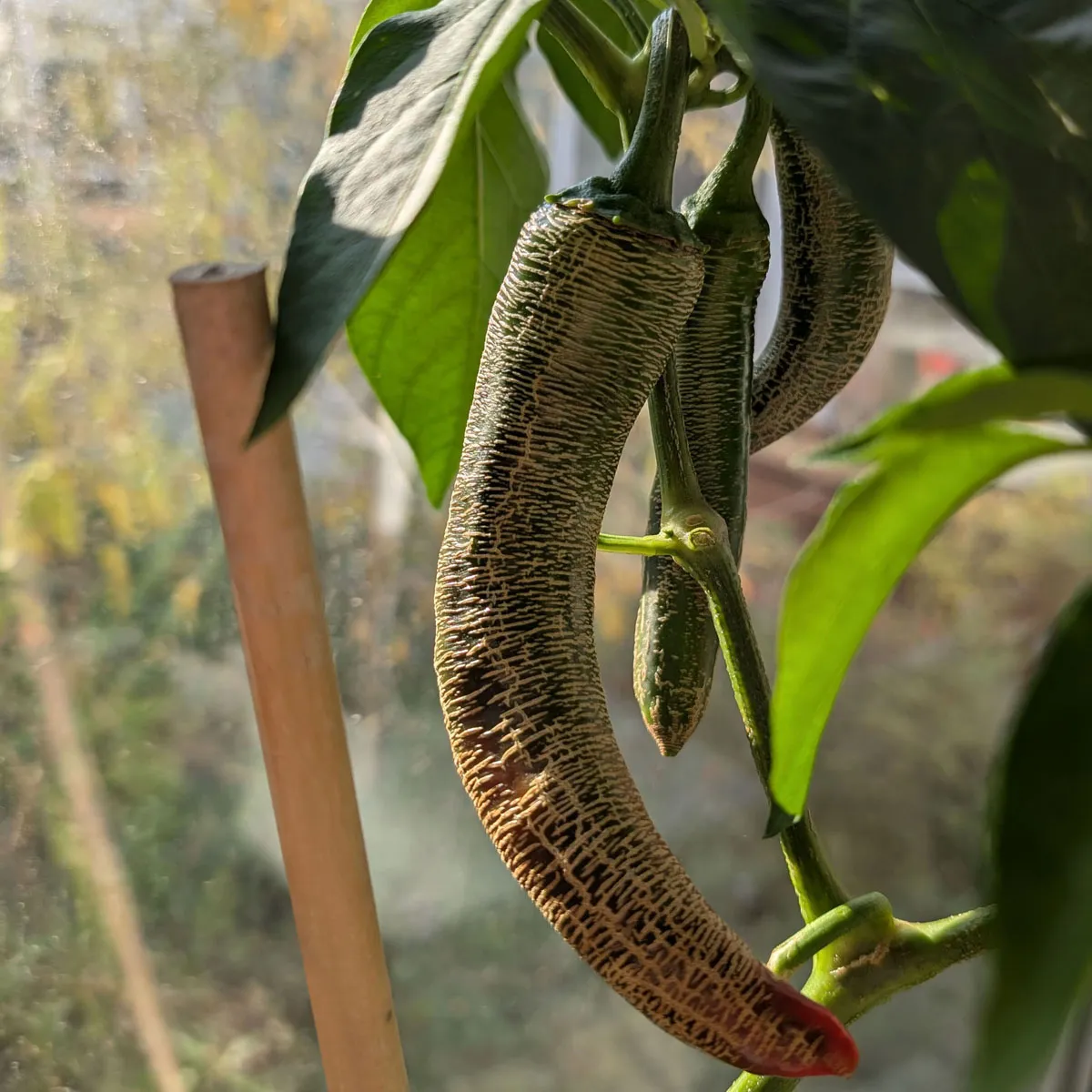 Chili 'Elefant' (Capsicum annuum) Bio-Saatgut