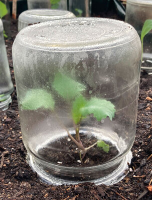 Tarro de conserva boca abajo como minivernadero sobre una planta joven en el bancal