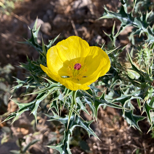 Cardo santo (Argemone mexicana) con flor amarilla y hojas espinosas