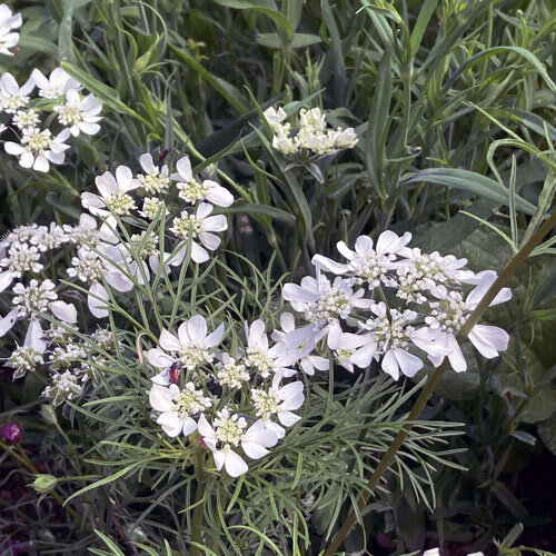 Orlaya (Orlaya grandiflora) con umbelas de flores blancas