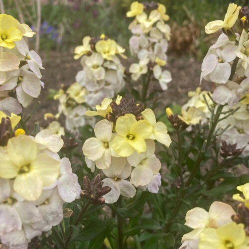 Flores amarillo pálido a blanco crema del alhelí amarillo (Erysimum cheiri)