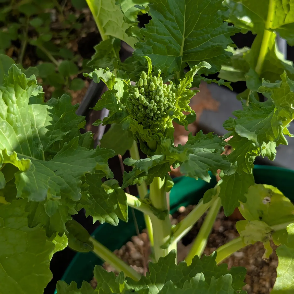 Stängelkohl / Cime di Rapa (Brassica rapa) Bio Saatgut