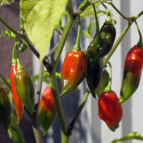 Chiles verdes y rojos madurando en la planta